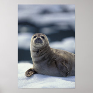 Alaska, southeast region Harbour seal on ice Poster