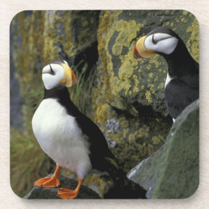 Alaska, St. Paul Island, the Pribilofs, horned Coaster