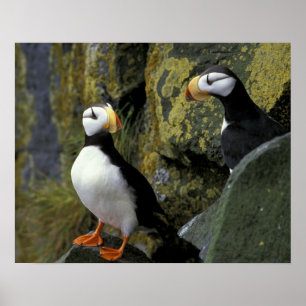 Alaska, St. Paul Island, the Pribilofs, horned Poster