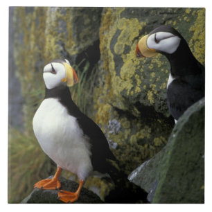 Alaska, St. Paul Island, the Pribilofs, horned Tile