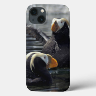 Alaska Tufted puffins iPhone 13 Case