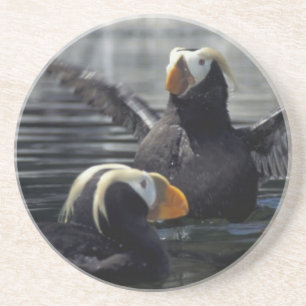 Alaska Tufted puffins Coaster