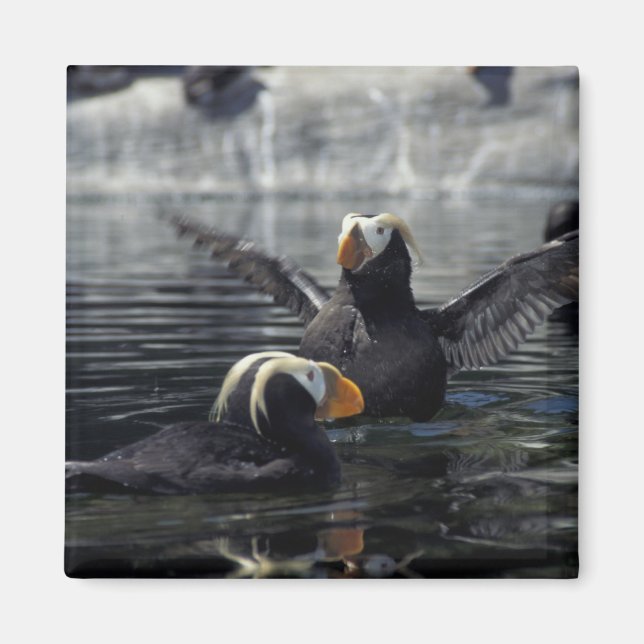 Alaska Tufted puffins Magnet (Front)