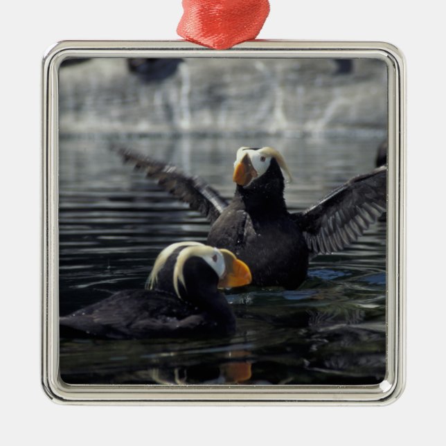Alaska Tufted puffins Metal Ornament (Front)