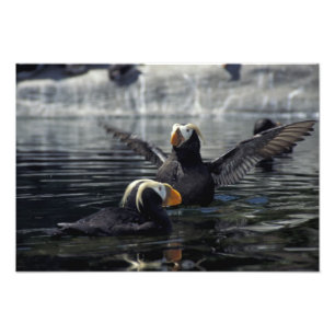 Alaska Tufted puffins Photo Print