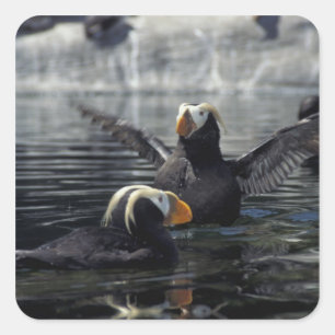 Alaska Tufted puffins Square Sticker