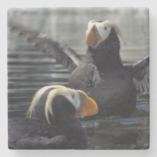 Alaska Tufted puffins Stone Coaster