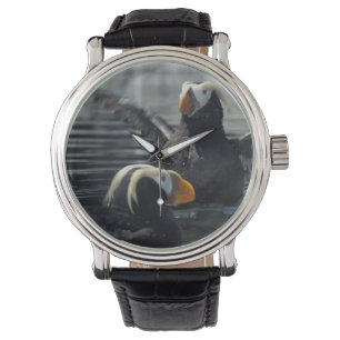 Alaska Tufted puffins Watch