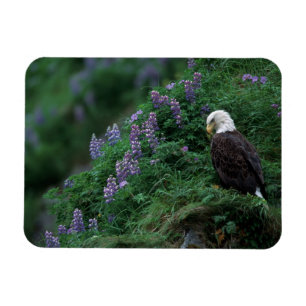 Alaska, Unalaska Island Bald Eagle among Nootka Magnet