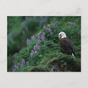 Alaska, Unalaska Island Bald Eagle among Nootka Postcard