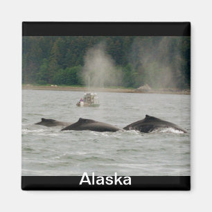 Alaska Whales Magnet
