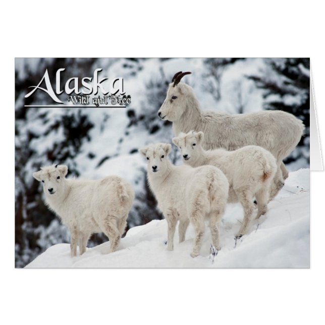Alaska Wild and Free (Front Horizontal)