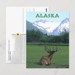 Alaska Wildlife Conservation Centre -  Postcard