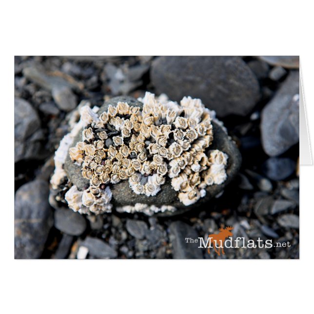 Alaskan Barnacle (Front Horizontal)