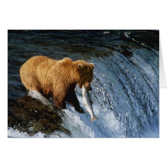 Alaskan Brown Bear Catching Salmon at Brooks (Front Horizontal)
