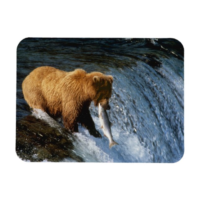 Alaskan Brown Bear Catching Salmon at Brooks Magnet (Horizontal)