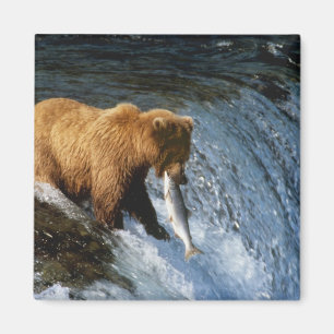 Alaskan Brown Bear Catching Salmon at Brooks Magnet