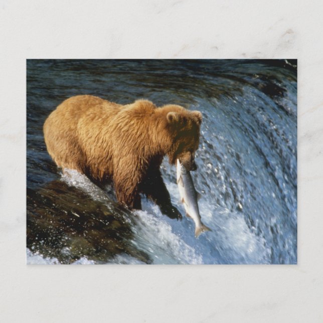 Alaskan Brown Bear Catching Salmon at Brooks Postcard (Front)