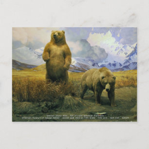 alaskan brown bear postcard