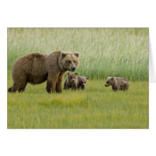 Alaskan Brown Bear Sow and three Cubs, Ursus
