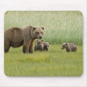 Alaskan Brown Bear Sow and three Cubs, Ursus Mouse Pad