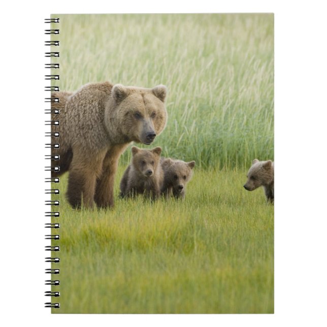 Alaskan Brown Bear Sow and three Cubs, Ursus Notebook (Front)