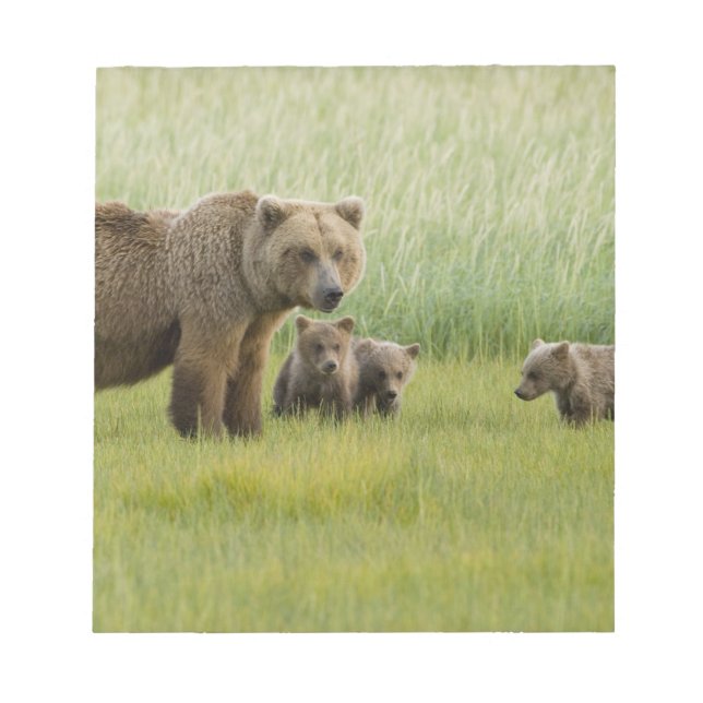 Alaskan Brown Bear Sow and three Cubs, Ursus Notepad (Front)