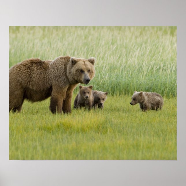 Alaskan Brown Bear Sow and three Cubs, Ursus Poster (Front)