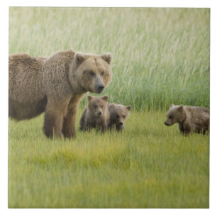 Alaskan Brown Bear Sow and three Cubs, Ursus Tile