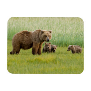 Alaskan Brown Bear with Cubs in a Meadow Magnet