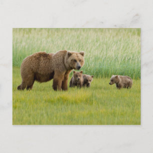 Alaskan Brown Bear with Cubs in a Meadow Postcard