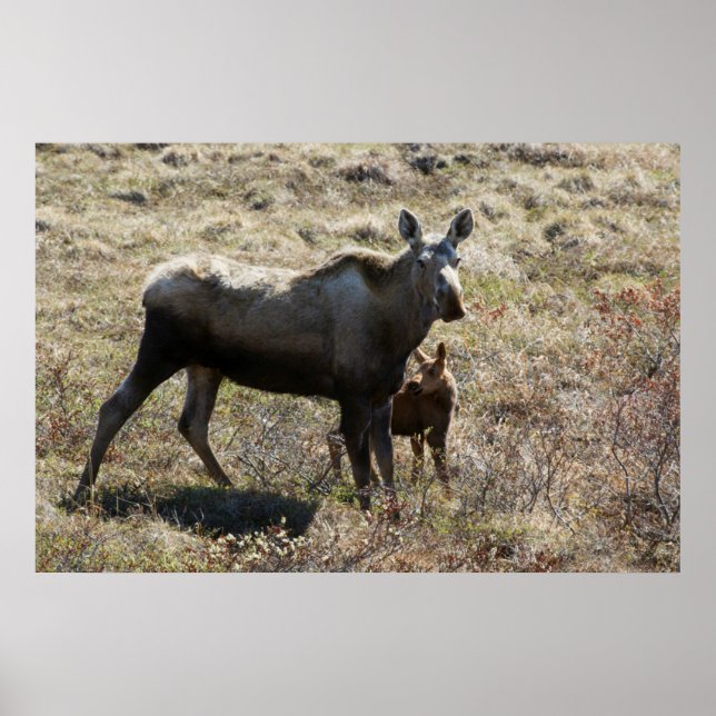 Alaskan Cow Moose with Calf Poster (Front)