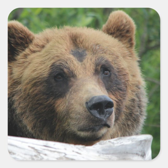 Alaskan Grizzly Bear, The Kodiak Square Sticker (Front)