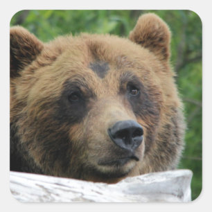 Alaskan Grizzly Bear, The Kodiak Square Sticker