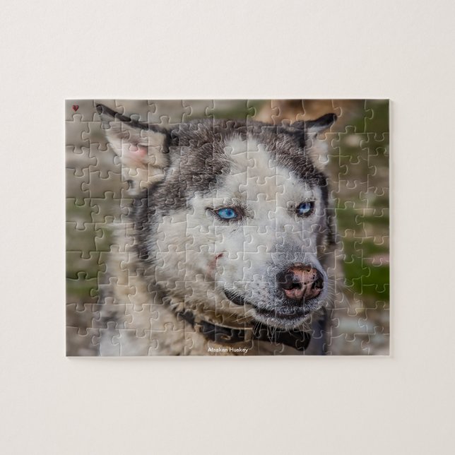 Alaskan Huskey Jigsaw Puzzle (Horizontal)