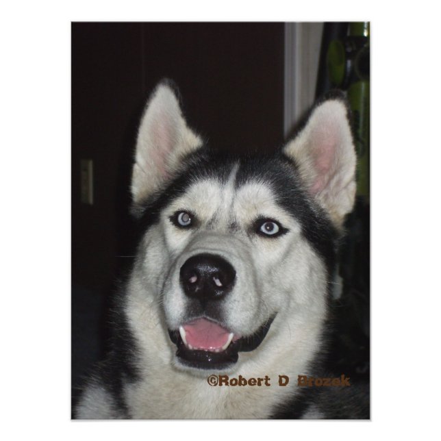 Alaskan Husky closeup Photo/Poster Photo Print (Front)