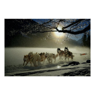 Alaskan Husky Dog Sled Race Poster