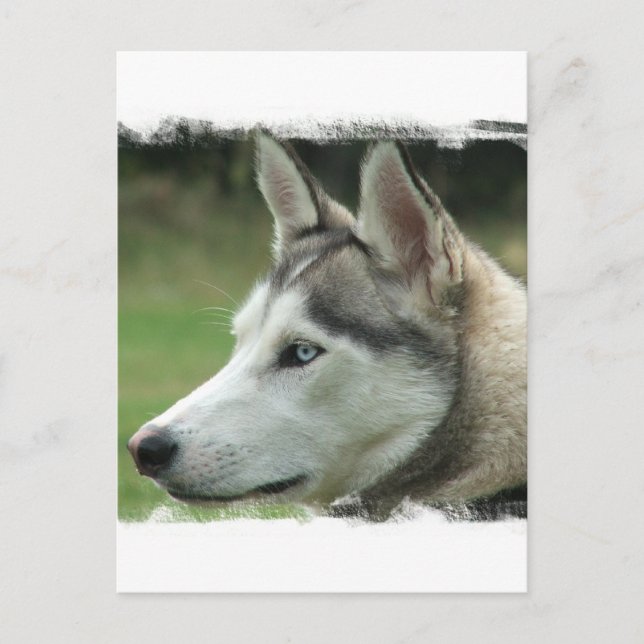 Alaskan Husky Postcard (Front)
