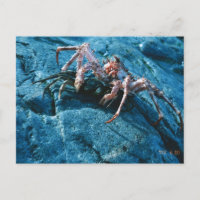 Alaskan King Crab