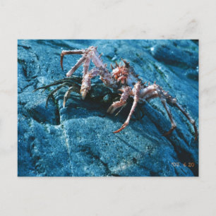 Alaskan King Crab Postcard