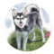 Alaskan Klee Kai Art