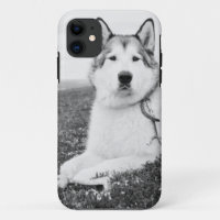 alaskan-malamute bw.png