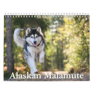 Alaskan Malamute Calendar