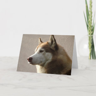 Alaskan Malamute Dog Photograph Card