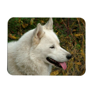 Alaskan Malamute Dog Photograph Magnet