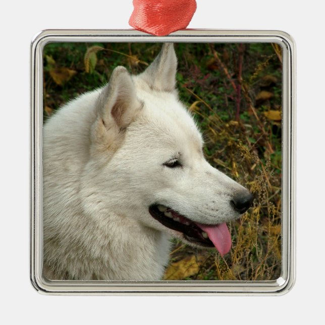 Alaskan Malamute Dog Photograph Metal Ornament (Front)