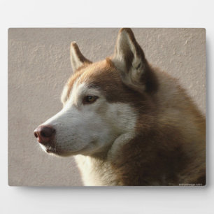 Alaskan Malamute Dog Photograph Plaque