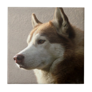 Alaskan Malamute Dog Photograph Tile