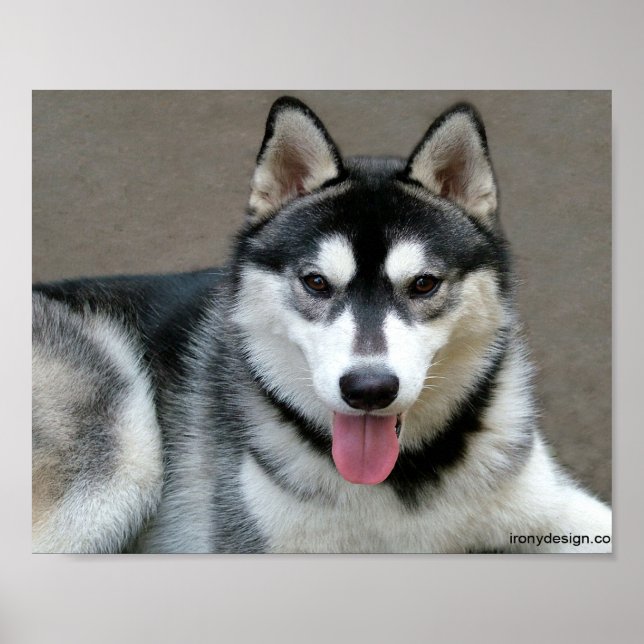 Alaskan Malamute Dogs Poster (Front)