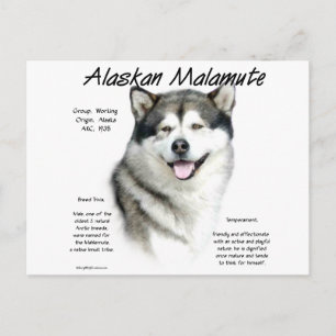 Alaskan Malamute History, All about Malamutes Postcard